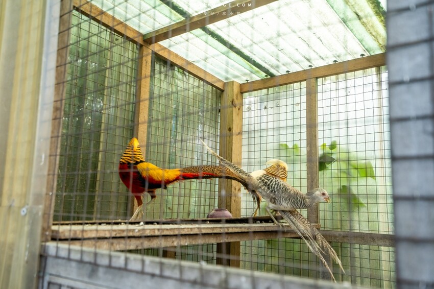 汐止隱藏版越南料理老店！700坪花園景觀「銘記越南美食」，越南火鍋必吃。