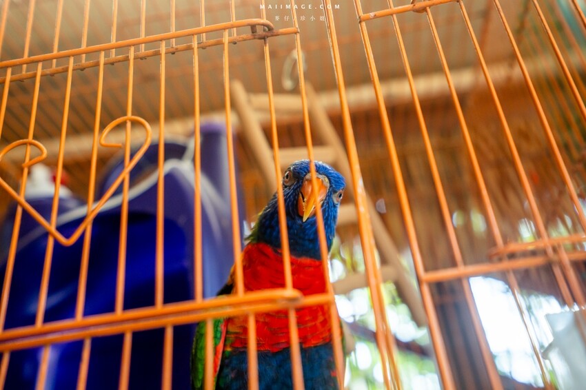 汐止隱藏版越南料理老店！700坪花園景觀「銘記越南美食」，越南火鍋必吃。