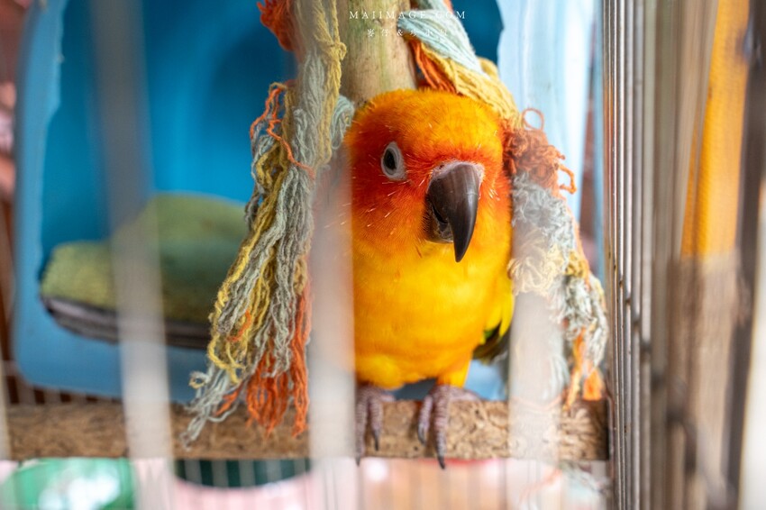 汐止隱藏版越南料理老店！700坪花園景觀「銘記越南美食」，越南火鍋必吃。