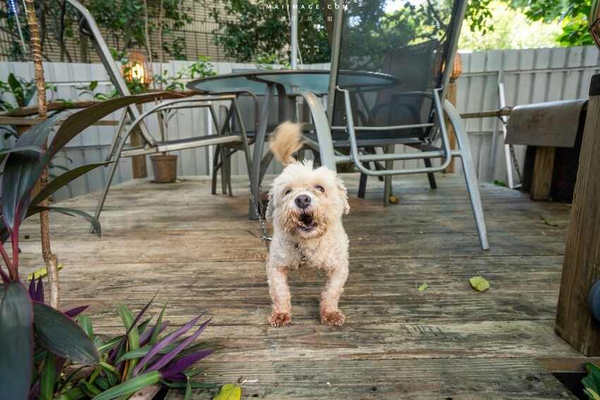 汐止隱藏版越南料理老店！700坪花園景觀「銘記越南美食」，越南火鍋必吃。