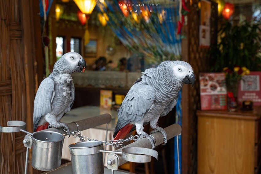 汐止隱藏版越南料理老店！700坪花園景觀「銘記越南美食」，越南火鍋必吃。