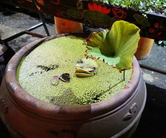 新北汐止｜銘記越南文化美食｜假日用餐要訂位的越南合菜餐廳，12道必點料理，附設停車場 – 袁彬的美食旅遊筆記