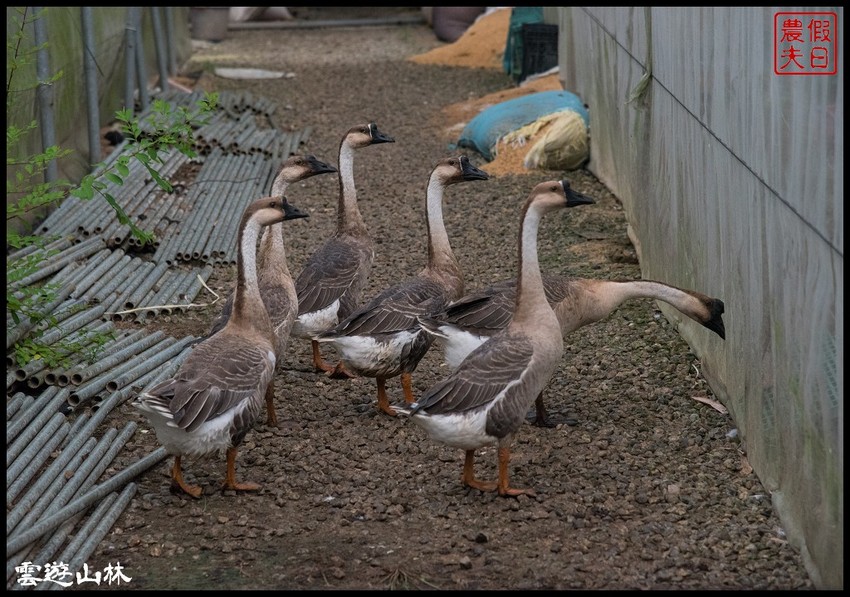 雲林輕旅行 | 大同醬油黑金釀造館×蜜蜂故事館×綠色隧道×自家莊園×貝克翰農場/雲遊3林/一日遊