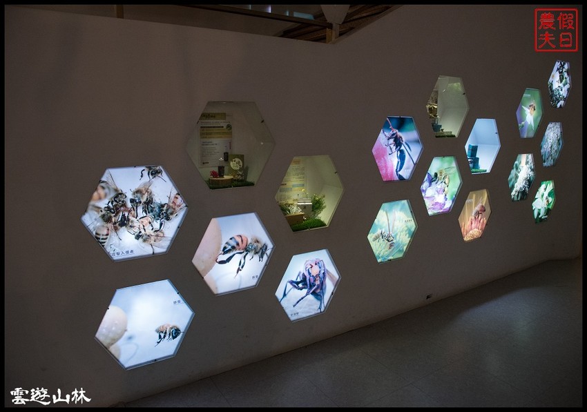 雲林輕旅行 | 大同醬油黑金釀造館×蜜蜂故事館×綠色隧道×自家莊園×貝克翰農場/雲遊3林/一日遊