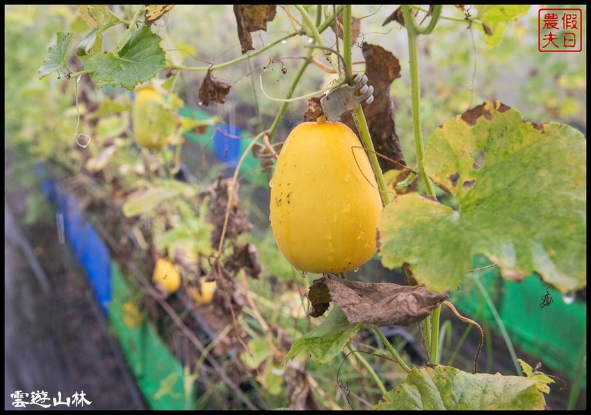 雲林輕旅行 | 大同醬油黑金釀造館×蜜蜂故事館×綠色隧道×自家莊園×貝克翰農場/雲遊3林/一日遊