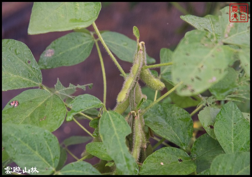 雲林輕旅行 | 大同醬油黑金釀造館×蜜蜂故事館×綠色隧道×自家莊園×貝克翰農場/雲遊3林/一日遊