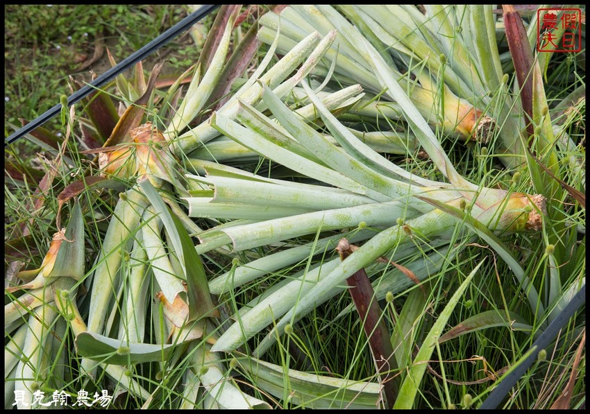 雲林輕旅行 | 大同醬油黑金釀造館×蜜蜂故事館×綠色隧道×自家莊園×貝克翰農場/雲遊3林/一日遊