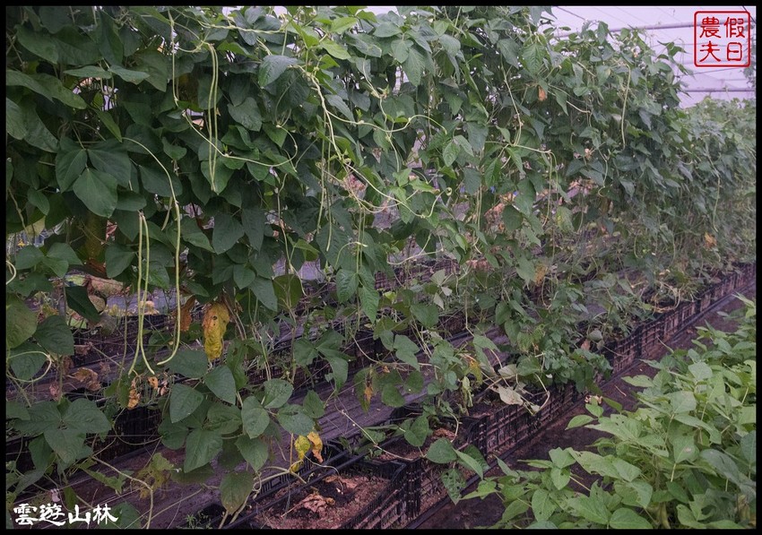 雲林輕旅行 | 大同醬油黑金釀造館×蜜蜂故事館×綠色隧道×自家莊園×貝克翰農場/雲遊3林/一日遊
