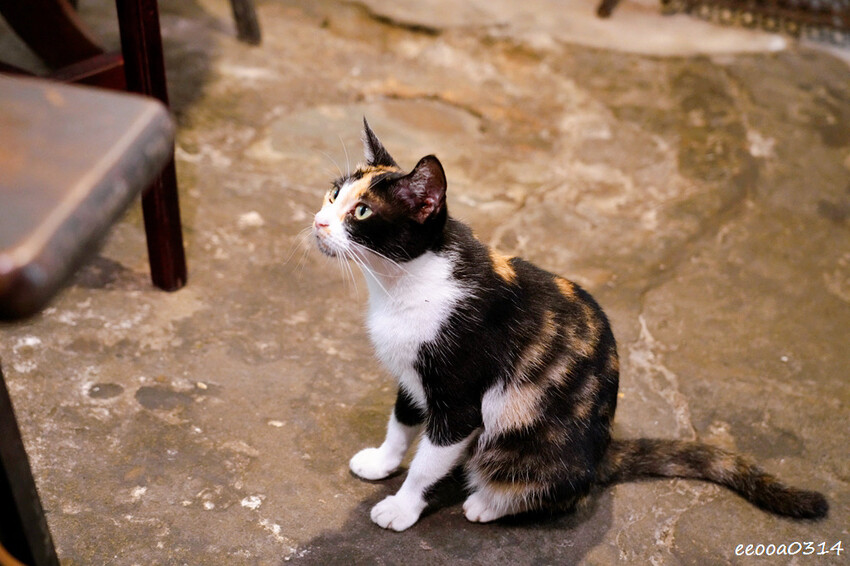 隱身百年三合院裡的「老頭擺客家菜」，桃園龍潭道地客家料理!