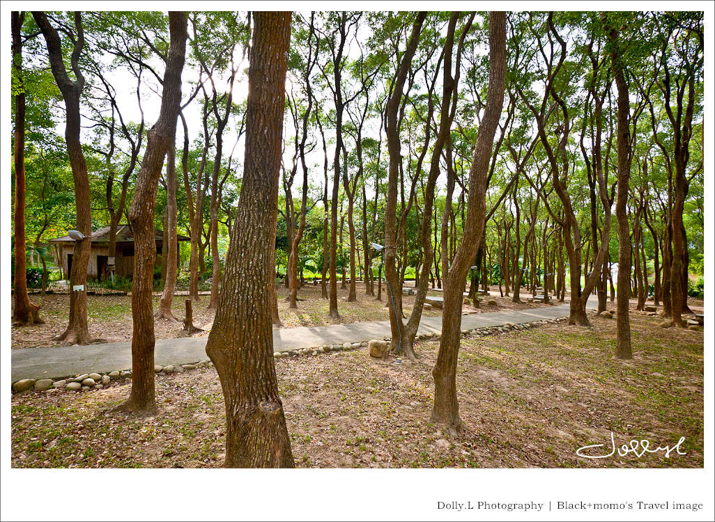 通霄│上田咖啡休閒莊園‧一杯咖啡坐擁山林