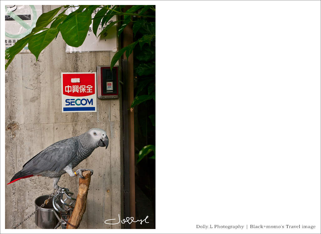 通霄│上田咖啡休閒莊園‧一杯咖啡坐擁山林