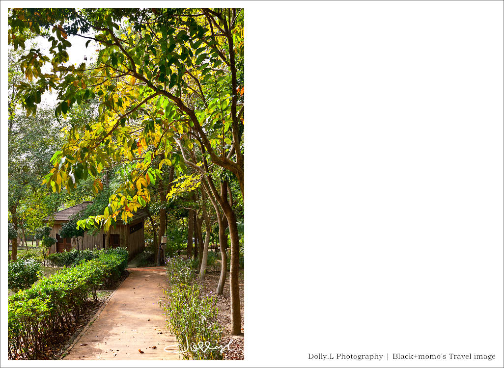 通霄│上田咖啡休閒莊園‧一杯咖啡坐擁山林