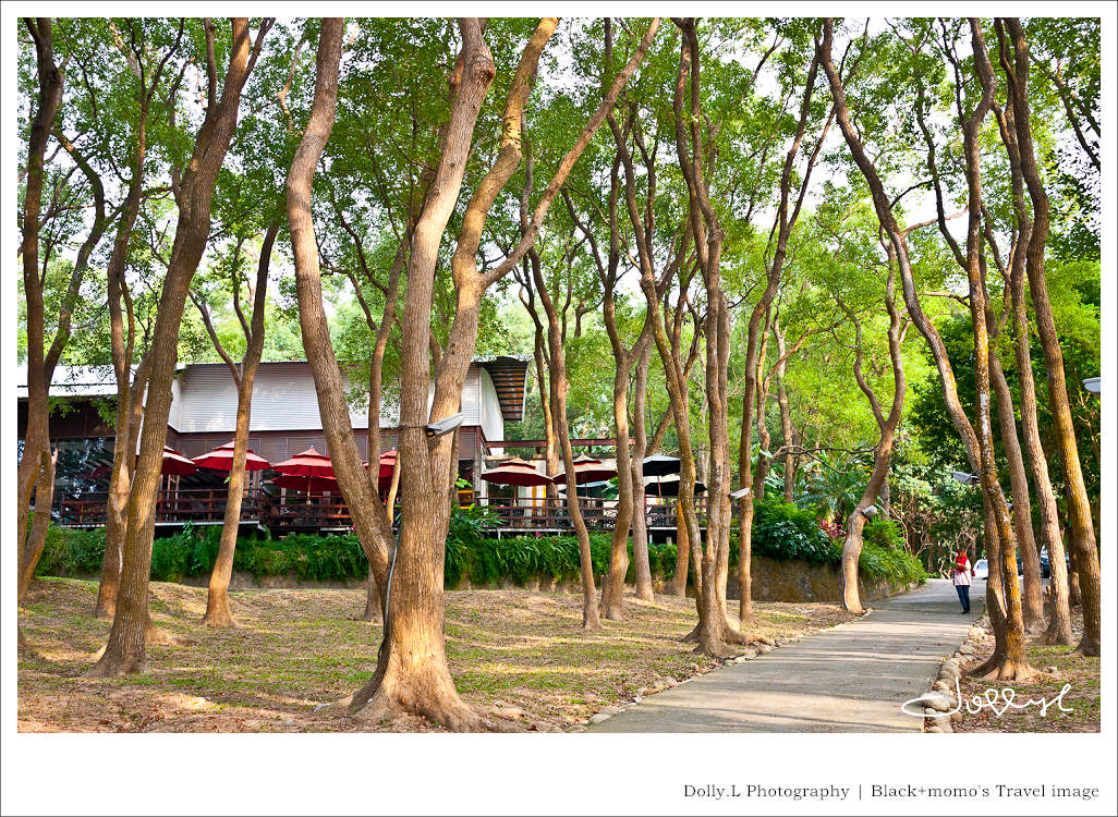 通霄│上田咖啡休閒莊園‧一杯咖啡坐擁山林