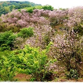 騰龍御櫻賞吉野櫻