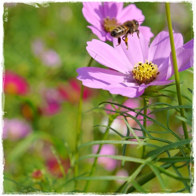 木柵樟樹步道波斯菊花海