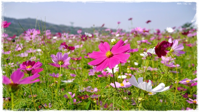 木柵樟樹步道波斯菊花海