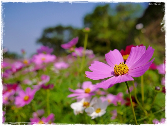 木柵樟樹步道波斯菊花海