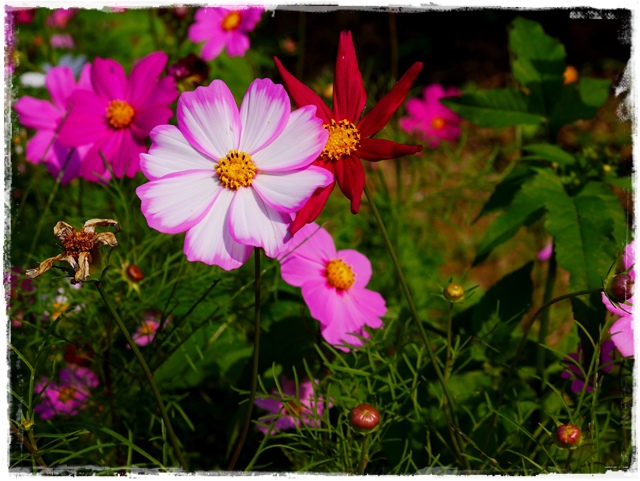 木柵樟樹步道波斯菊花海