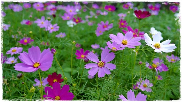 木柵樟樹步道波斯菊花海