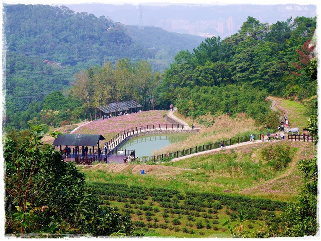 木柵樟樹步道波斯菊花海