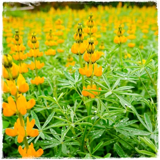 貓空樟樹步道賞魯冰花