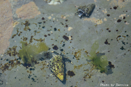 0408 4-潮間帶12