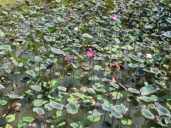 蓮池潭風景區：蓮池潭風景區