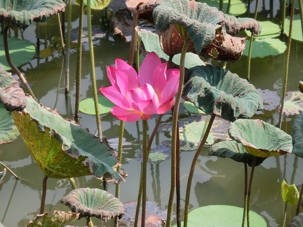 蓮池潭風景區：蓮池潭風景區