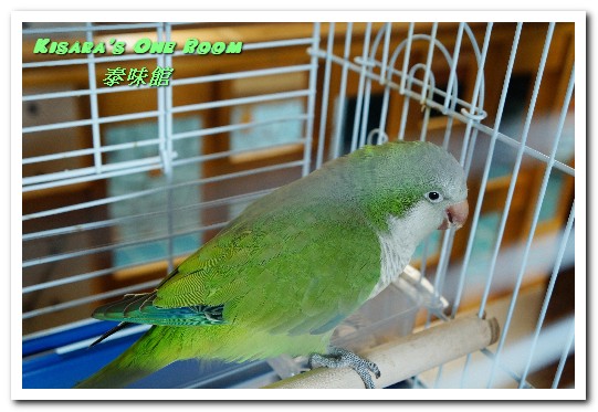 泰味館(桃園店)：桃園泰式料理．令眾人都滿意的現點現炒泰味吃到飽──泰味館