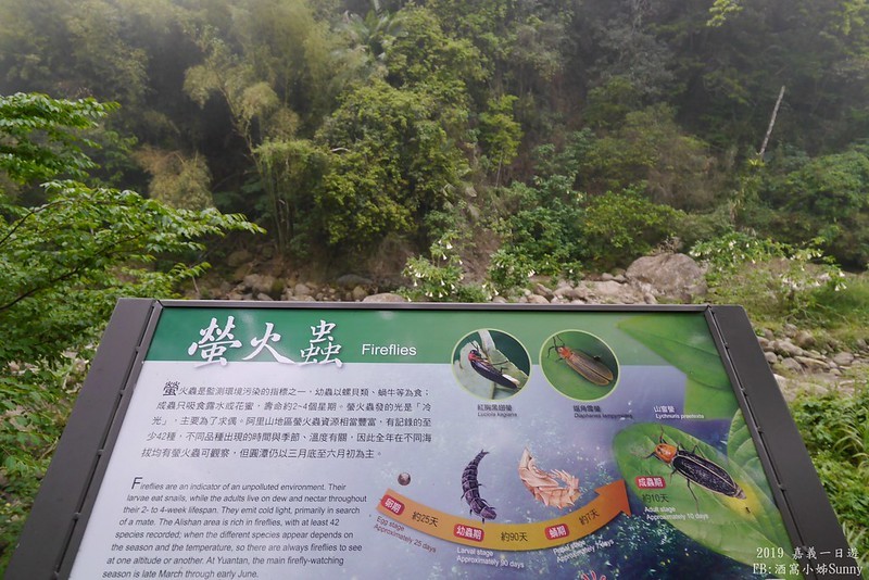 2019奮起湖景點/美食/一日遊/二日遊/嘉義賞螢秘境