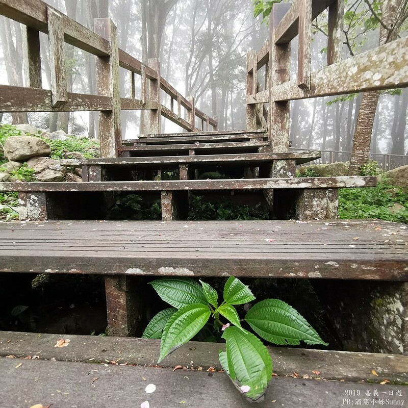 2019奮起湖景點/美食/一日遊/二日遊/嘉義賞螢秘境