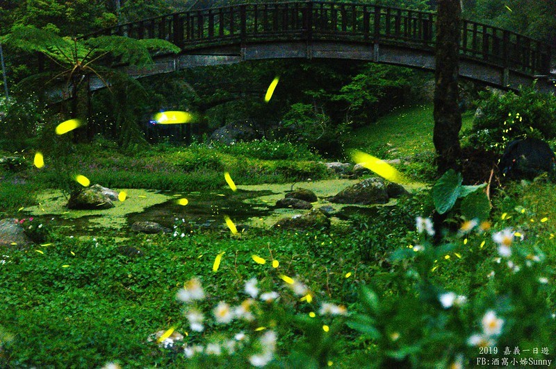 2019奮起湖景點/美食/一日遊/二日遊/嘉義賞螢秘境