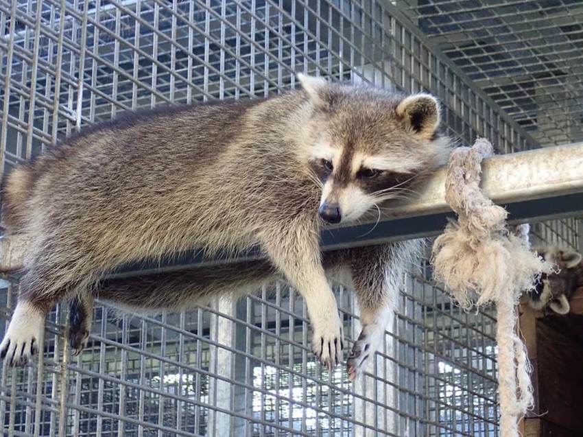 新竹平價丼飯推薦！新竹丼飯店，飲料味噌湯白飯無限享用