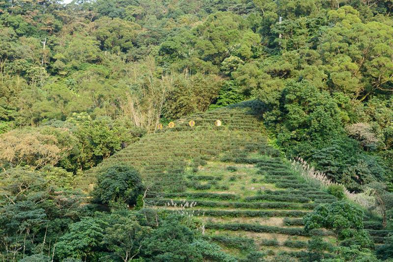 貓空豐茶祭來了！達人帶路教你找茶吃美食