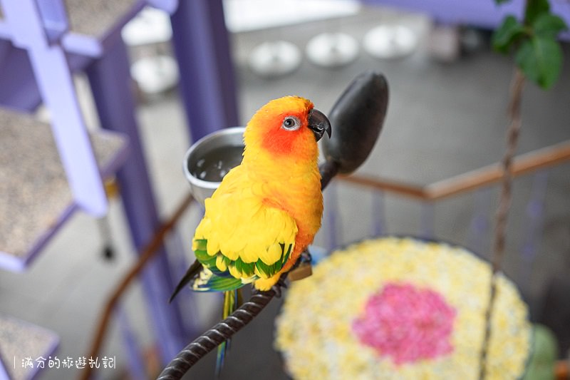 南投市景點》星月天空景觀餐廳 超廣角無敵夜景 在動物園裡下午茶 親子遊樂的好去處 - 滿分的旅遊札記