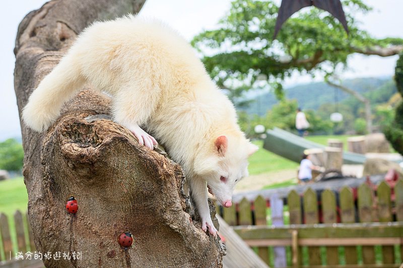 南投市景點》星月天空景觀餐廳 超廣角無敵夜景 在動物園裡下午茶 親子遊樂的好去處 - 滿分的旅遊札記