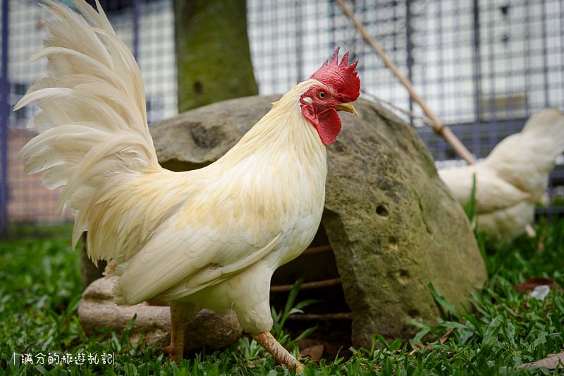 南投市景點》星月天空景觀餐廳 超廣角無敵夜景 在動物園裡下午茶 親子遊樂的好去處 - 滿分的旅遊札記