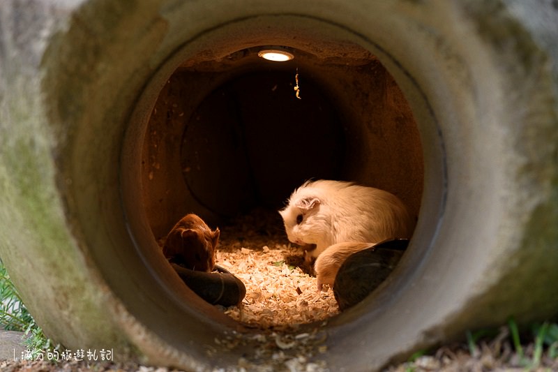 南投市景點》星月天空景觀餐廳 超廣角無敵夜景 在動物園裡下午茶 親子遊樂的好去處 - 滿分的旅遊札記