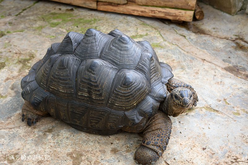 南投市景點》星月天空景觀餐廳 超廣角無敵夜景 在動物園裡下午茶 親子遊樂的好去處 - 滿分的旅遊札記