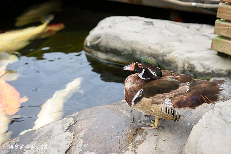 南投市景點》星月天空景觀餐廳 超廣角無敵夜景 在動物園裡下午茶 親子遊樂的好去處 - 滿分的旅遊札記