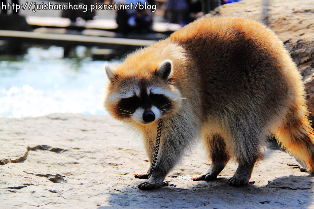 【南投猴探井旅遊景點】星月天空景觀餐廳~擁抱360度美景!