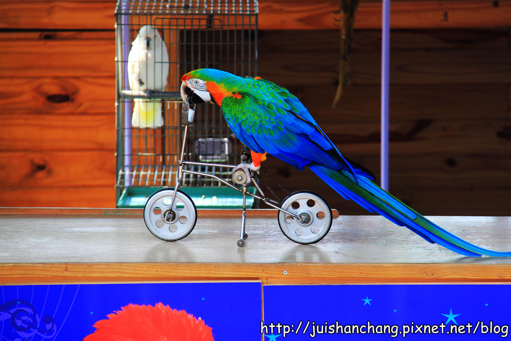 【南投猴探井旅遊景點】星月天空景觀餐廳~擁抱360度美景!