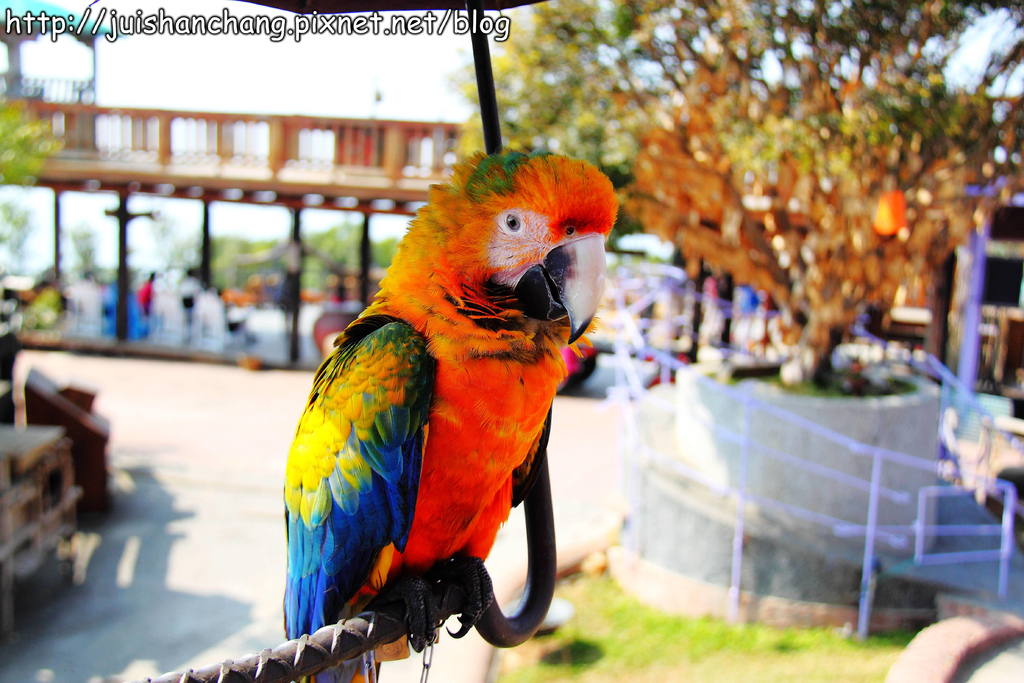 【南投猴探井旅遊景點】星月天空景觀餐廳~擁抱360度美景!