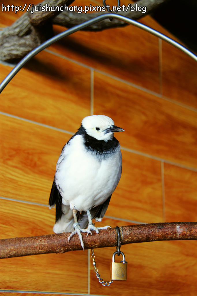 【南投猴探井旅遊景點】星月天空景觀餐廳~擁抱360度美景!