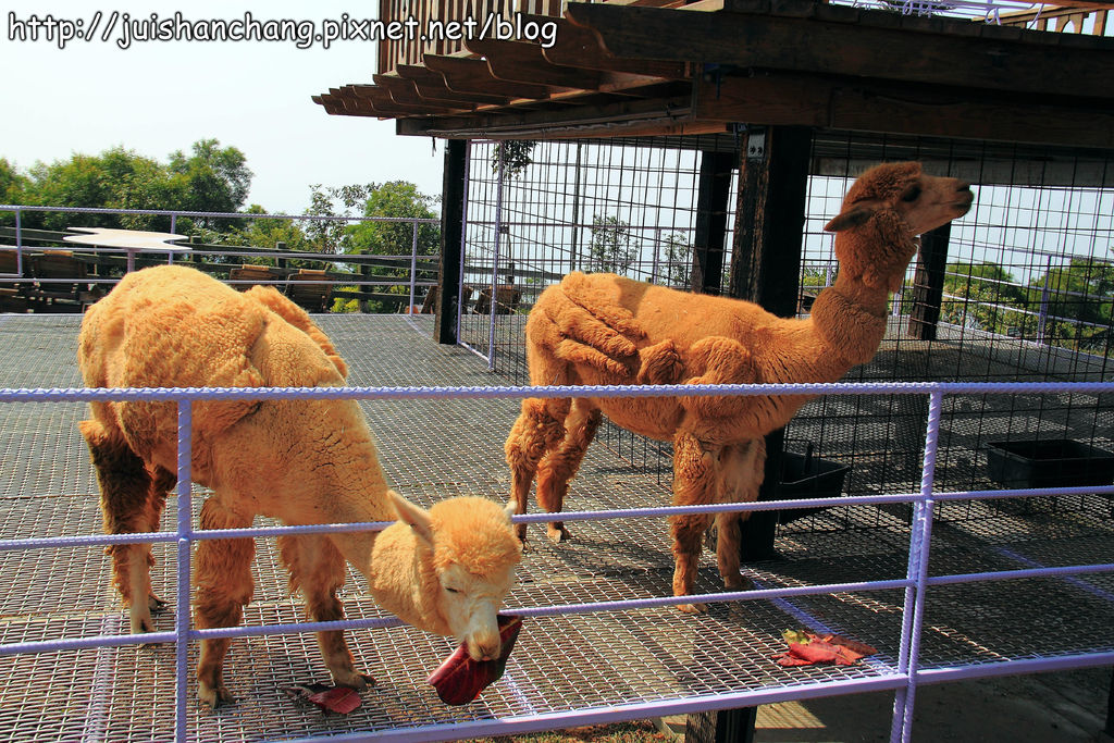 【南投猴探井旅遊景點】星月天空景觀餐廳~擁抱360度美景!