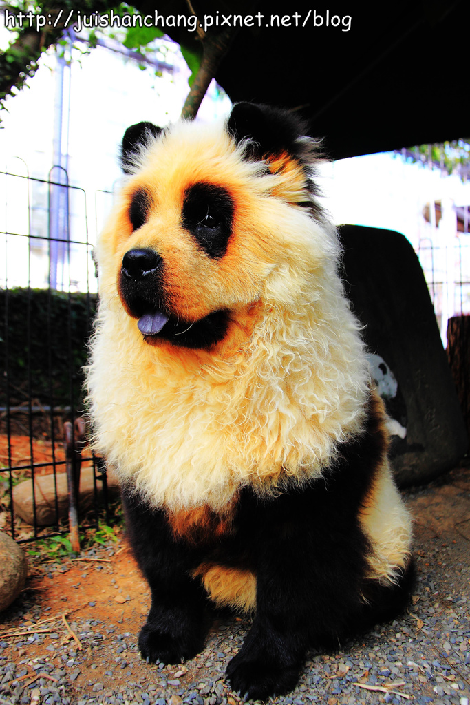 【南投猴探井旅遊景點】星月天空景觀餐廳~擁抱360度美景!