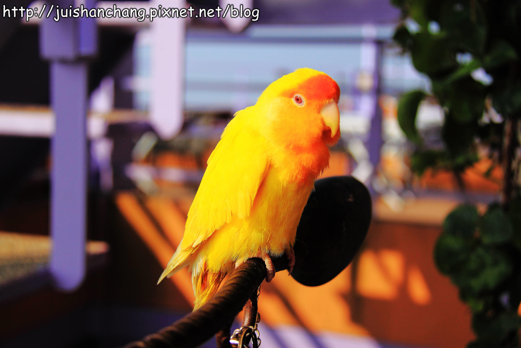 【南投猴探井旅遊景點】星月天空景觀餐廳~擁抱360度美景!