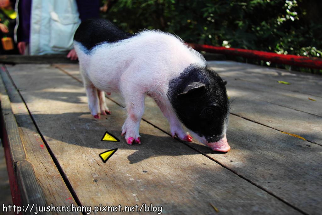 【南投猴探井旅遊景點】星月天空景觀餐廳~擁抱360度美景!