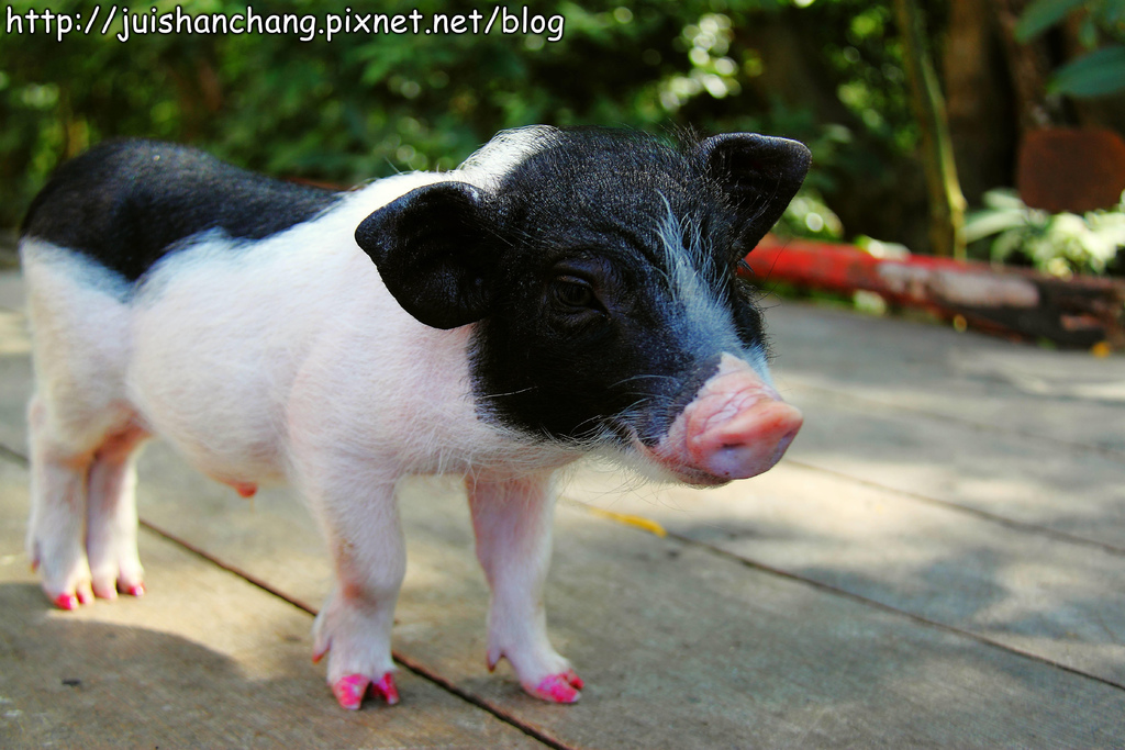 【南投猴探井旅遊景點】星月天空景觀餐廳~擁抱360度美景!