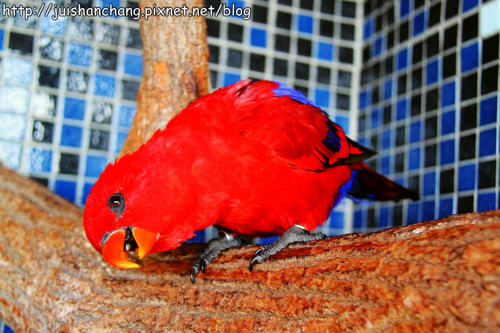 【南投猴探井旅遊景點】星月天空景觀餐廳~擁抱360度美景!